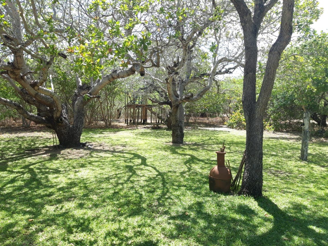 A serene garden is depicted, featuring spacious green lawns shaded by large trees. Shadows create intricate patterns on the grassy ground. A rustic clay pot is positioned prominently, while a small structure is visible in the background, enhancing the natural surroundings.
