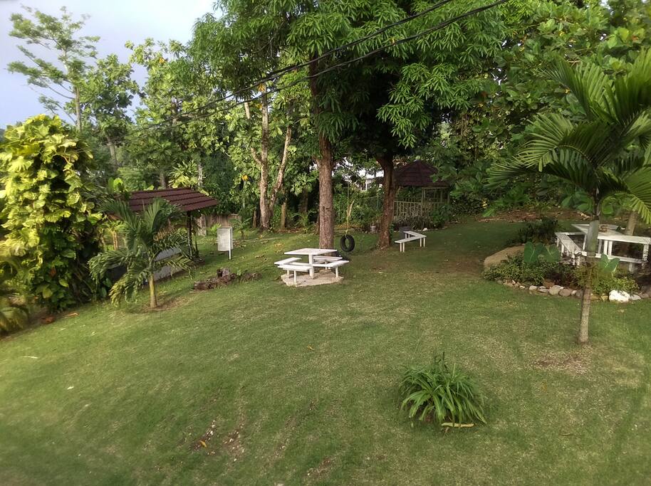 Back yard