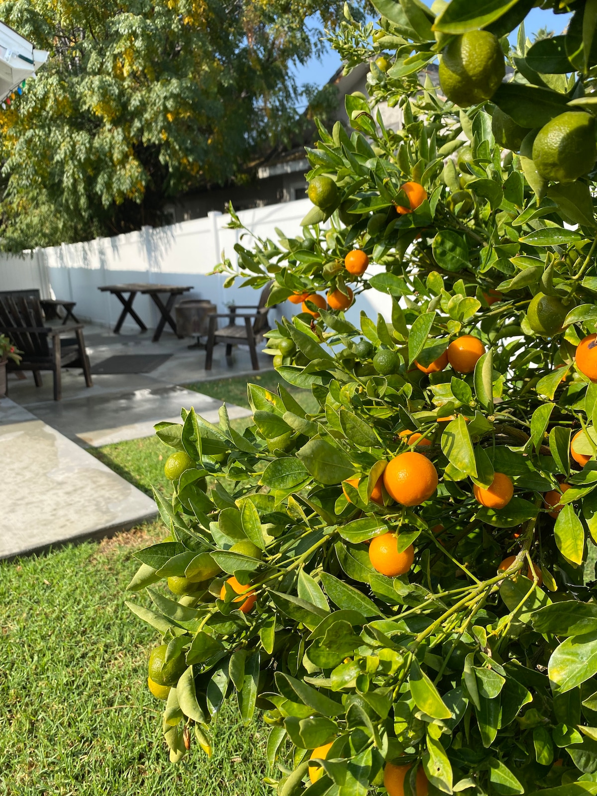 A vibrant backyard scene showcases a citrus tree laden with orange fruit, surrounded by lush green foliage. Outdoor seating is arranged at a shaded table, providing a tranquil space for relaxation. Soft grass underfoot complements the scenic setting, with a white fence providing privacy.