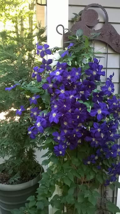 A happy clematis in the front garden.