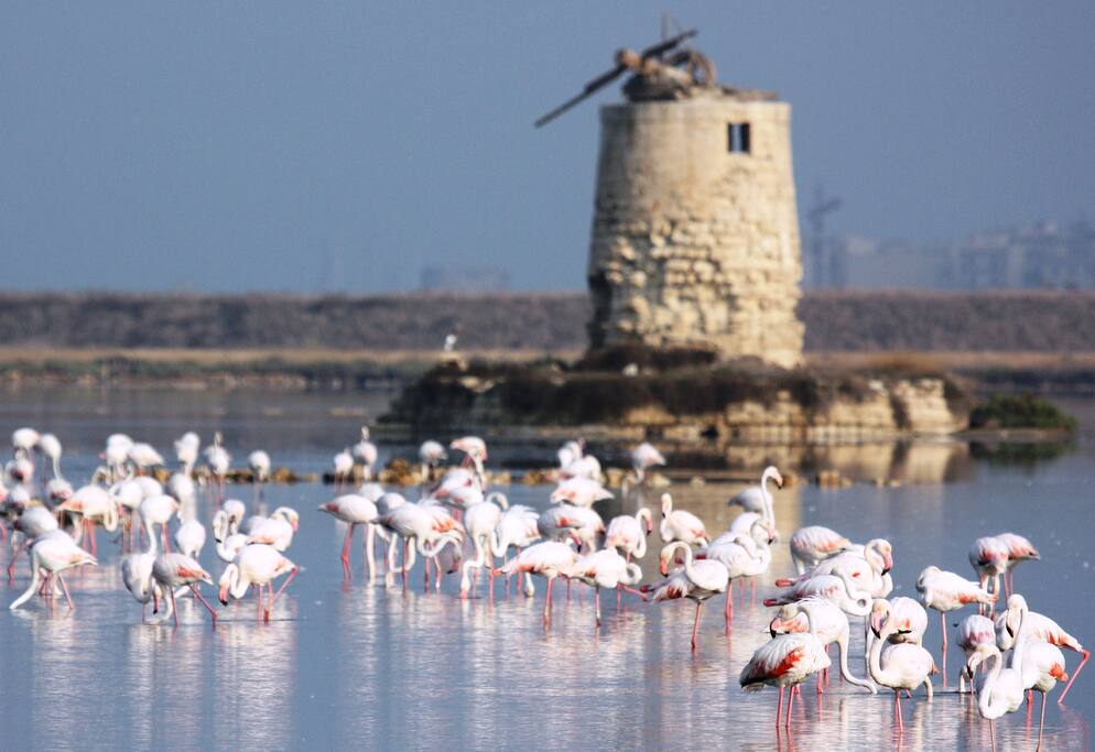 Saline di Trapani e fenicotteri