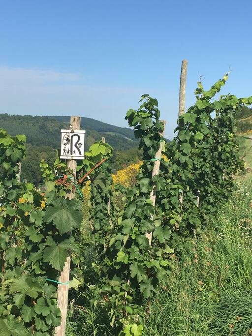 Wein-Wanderweg
