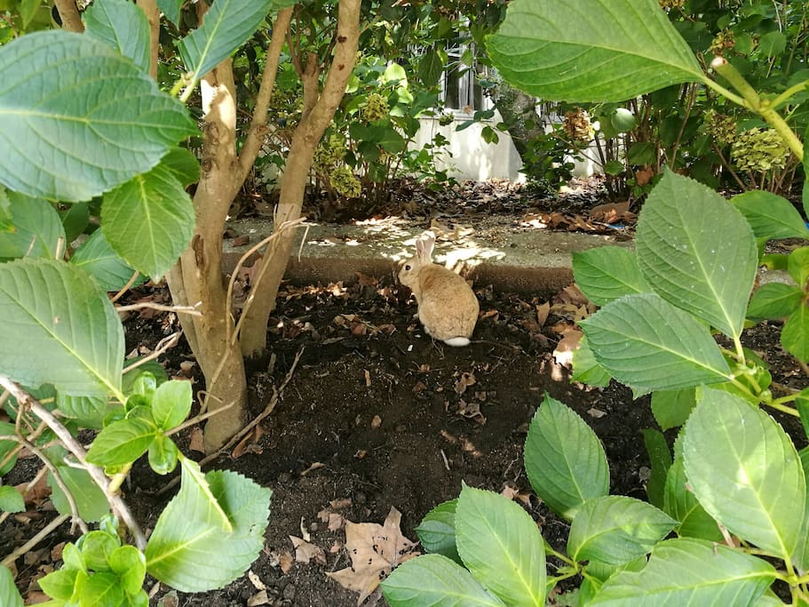 You can find rabbit everywhere in Rabbit Island:)