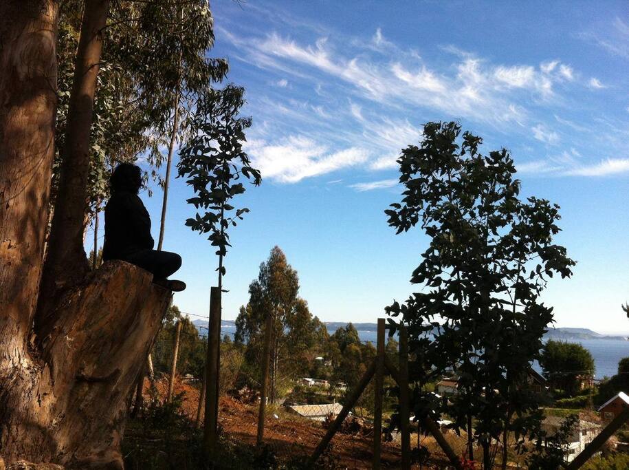 Vista desde el patio trasero. Un árbol para sentarse a contemplar.
