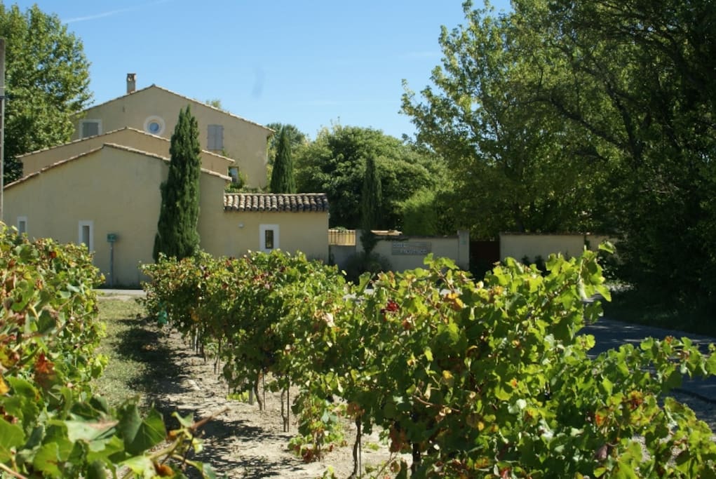 En campagne, au milieu des vignes