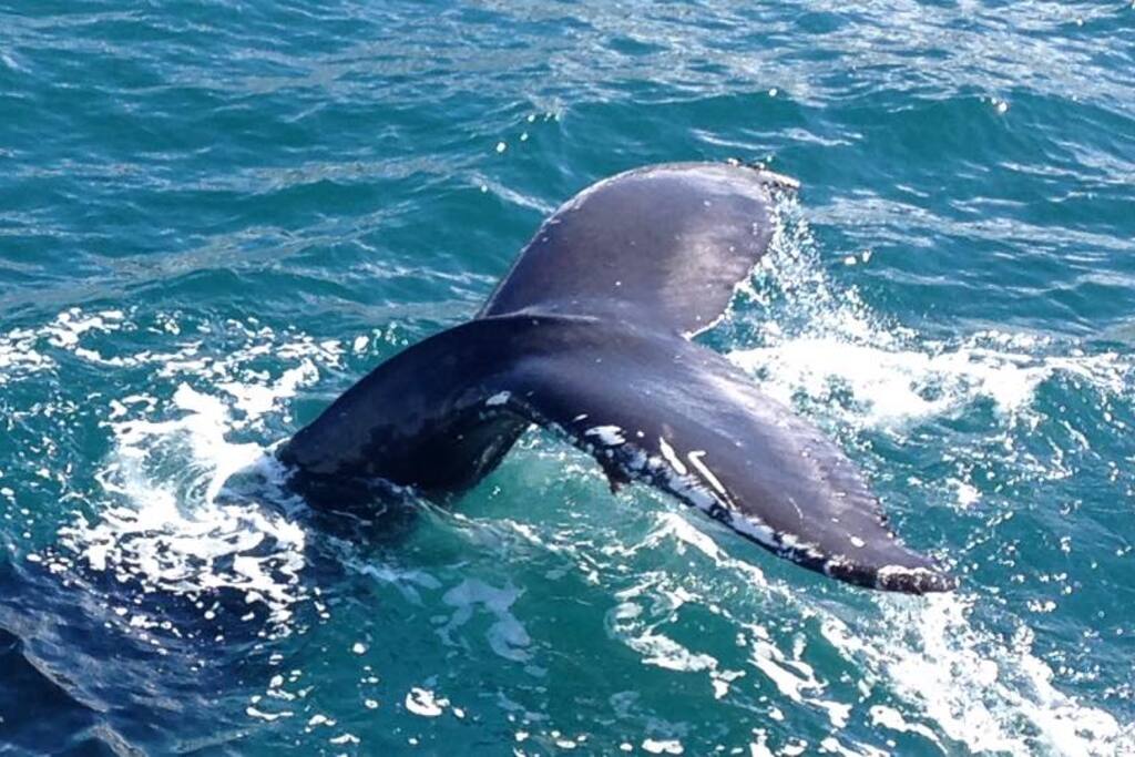 Close to whalewatching in Eyjafjordur/Akureyri.