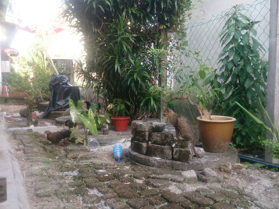lively backyard with local chicken and cats