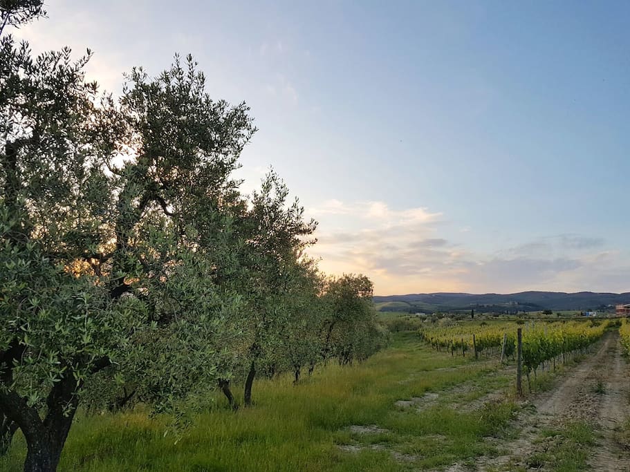 Our olive groves and vineyards. Perfect little neighbours!