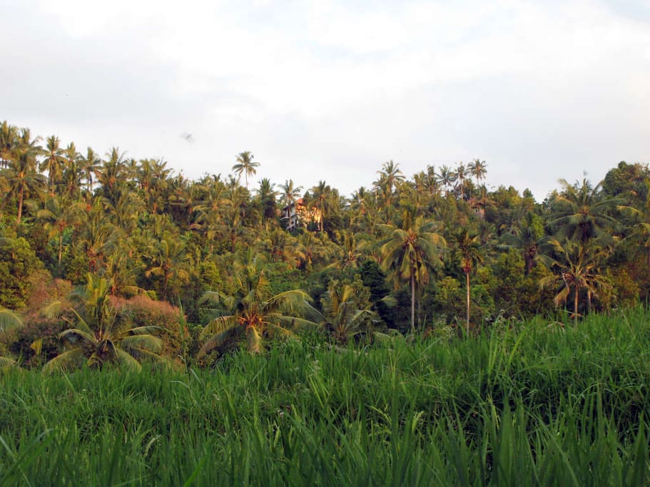 View from rice field