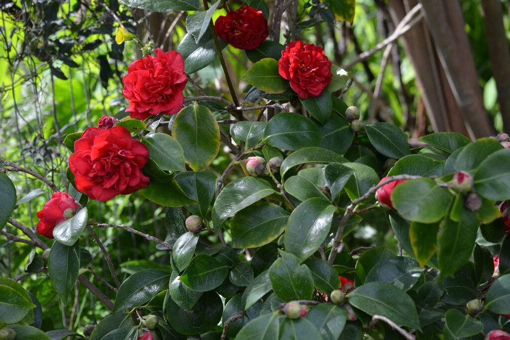 Backyard roses