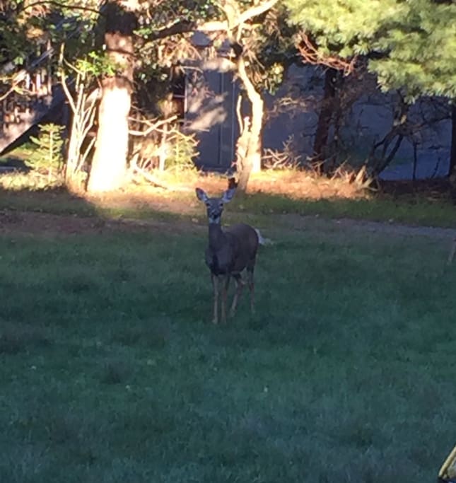 Neighbor