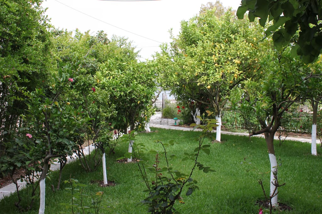 Garden View from the Veranda