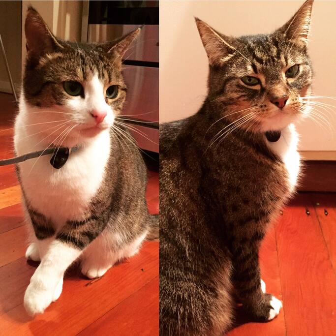 Bulle and Tiki, the friendly resident cats