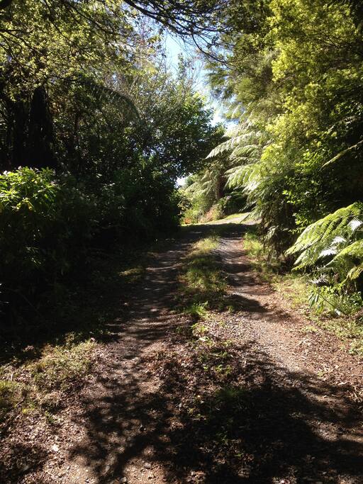 fern covered driveway