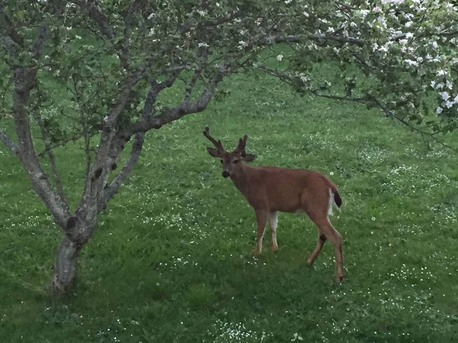 Friends in the yard