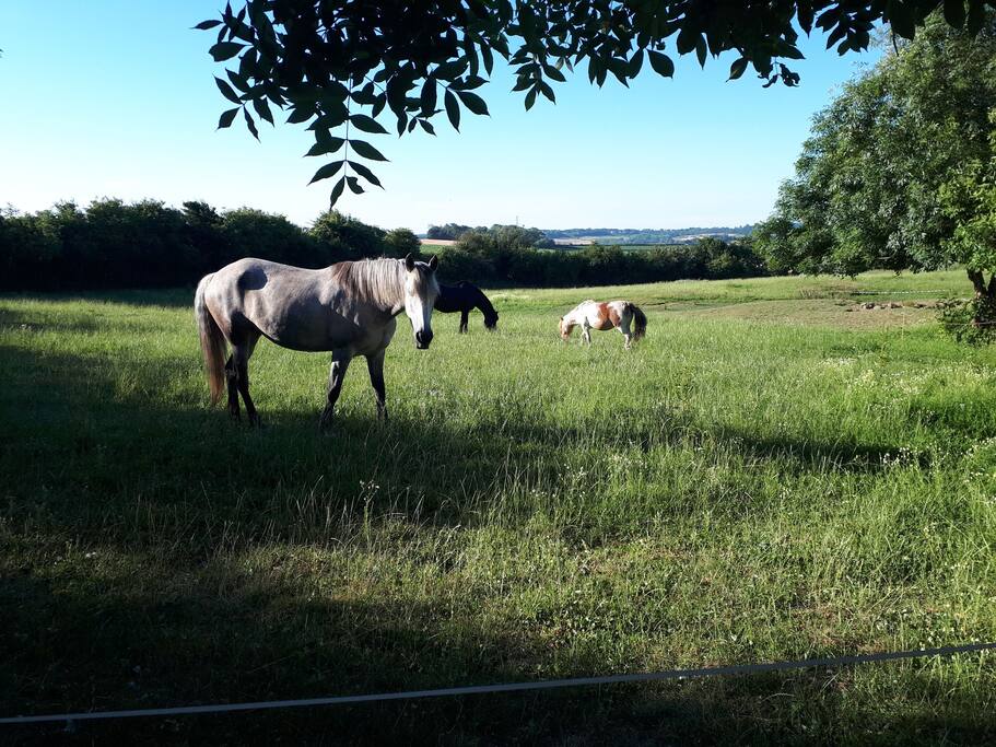 Nos pâtures et chevaux