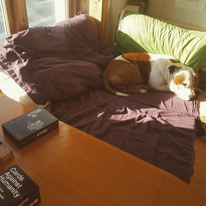 Our hostel dog Burger