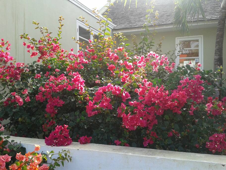 part of the front yard