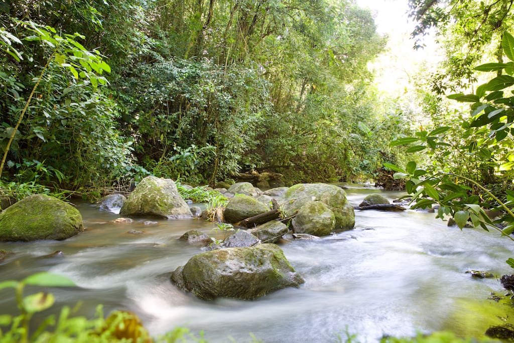Jungle River in back yard