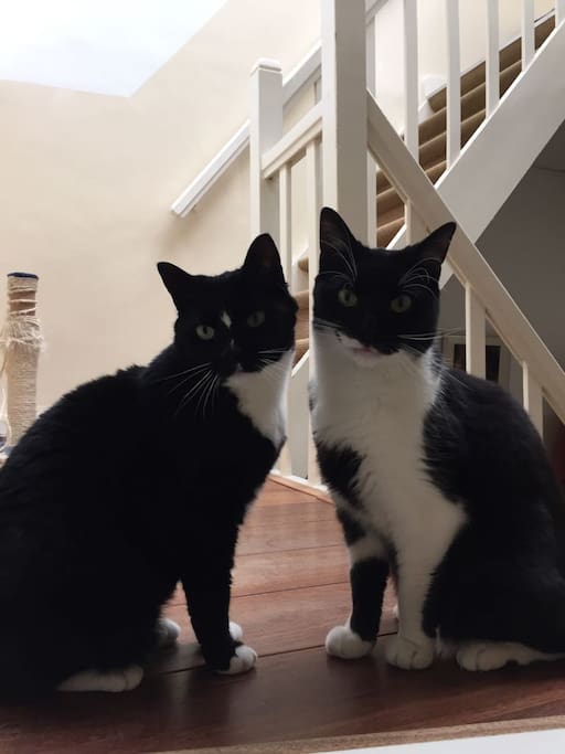 Left: Lily, Right: Lucky