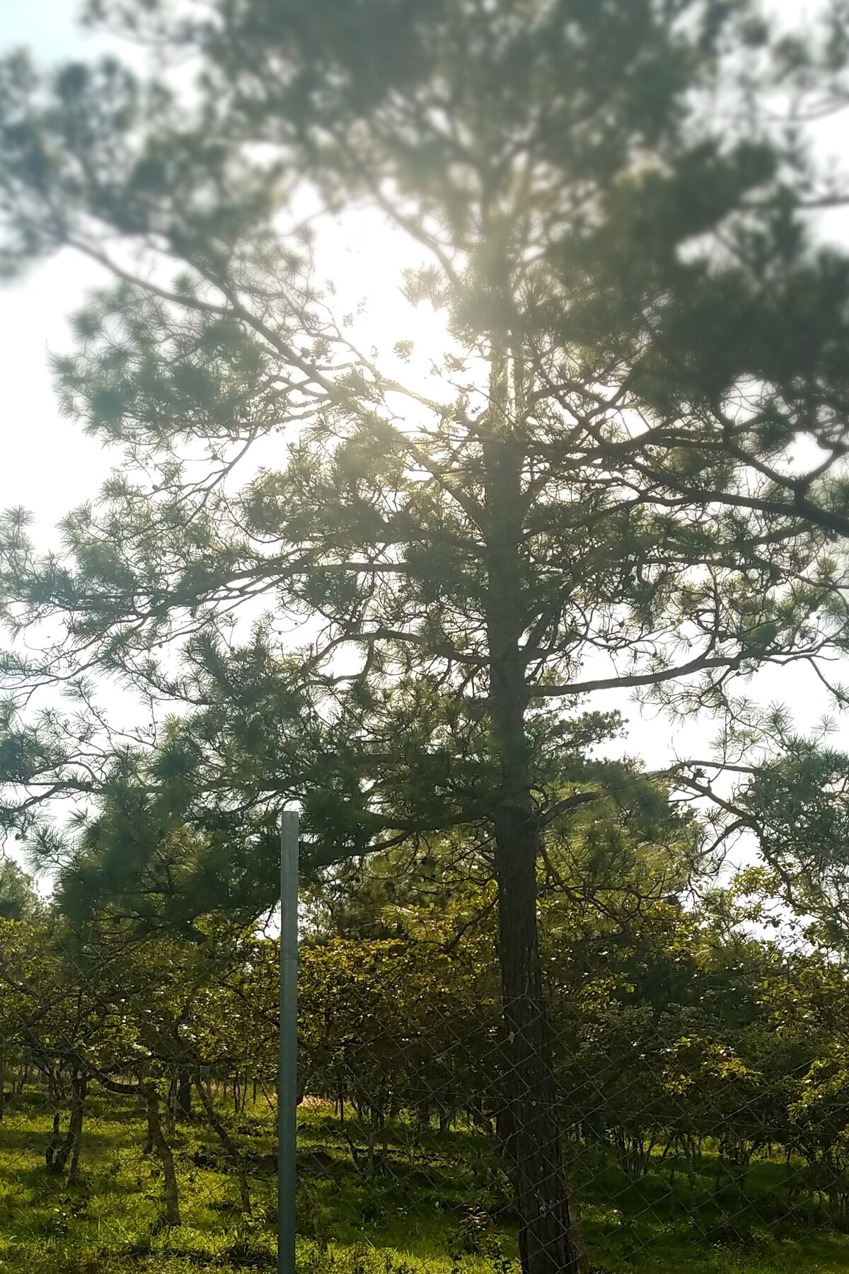 A tall tree is illuminated by sunlight filtering through its branches, casting dappled light onto the surrounding grassy area. An open field filled with smaller trees extends in the background, creating a peaceful, natural setting.