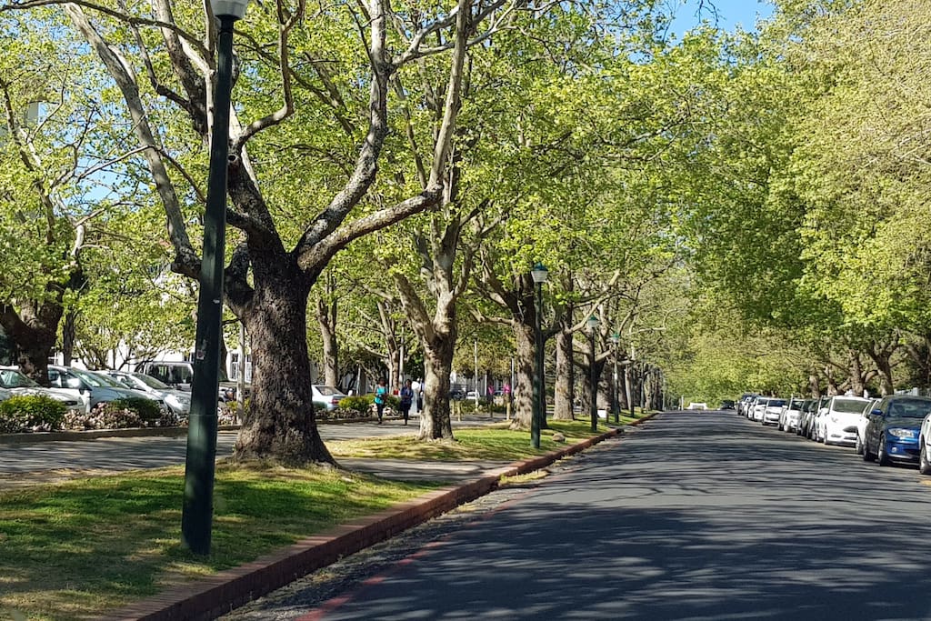 The Streets of Stellenbosch