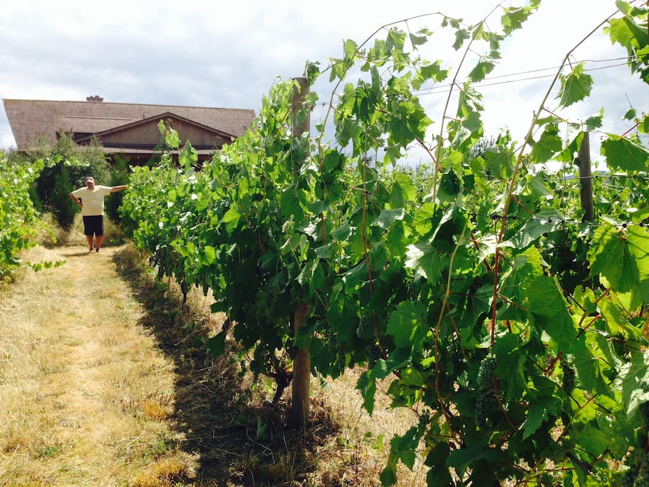 Small private vineyard