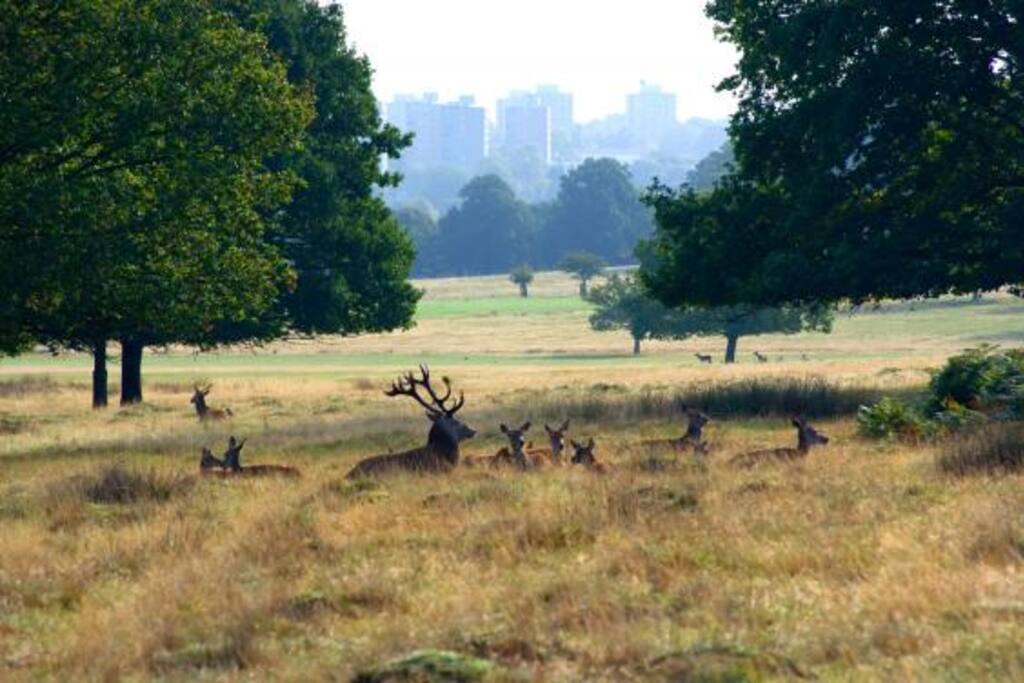 Richmond part is less then 5 minutes walk, a great place to cycle around