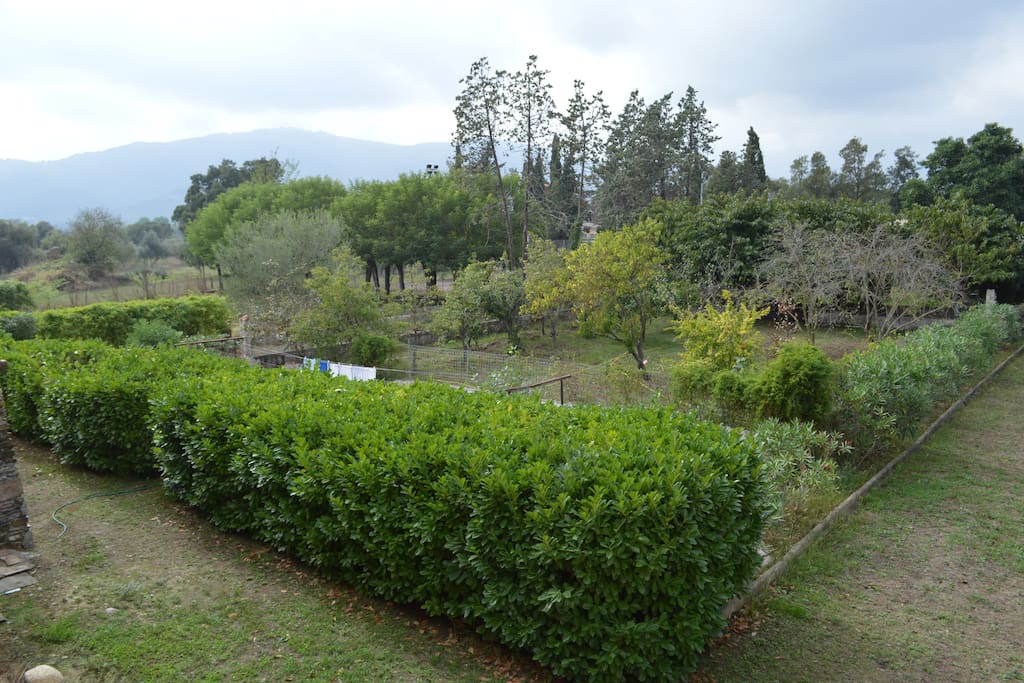 Arbres fruitiers/potager