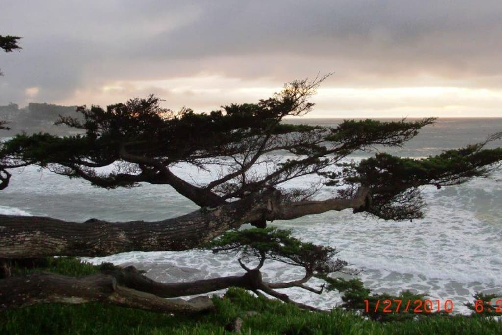 Trees around Carmel Bay