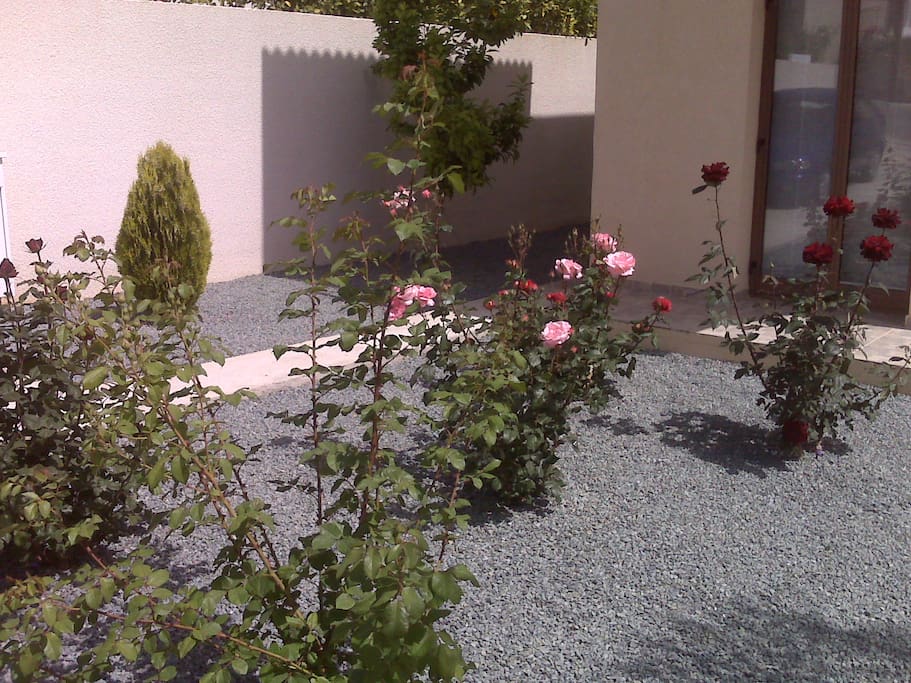 Roses in the front grraden