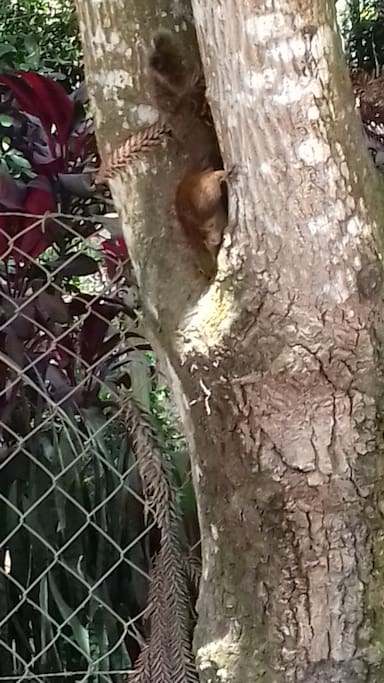 Animais exóticos na natureza