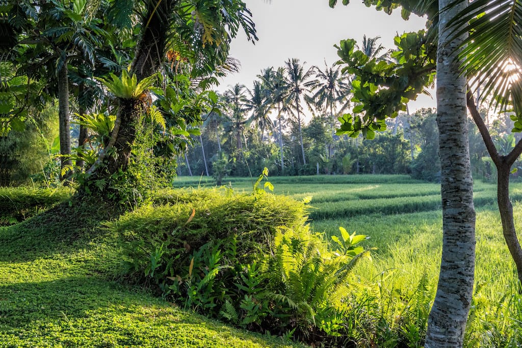 View from Garden