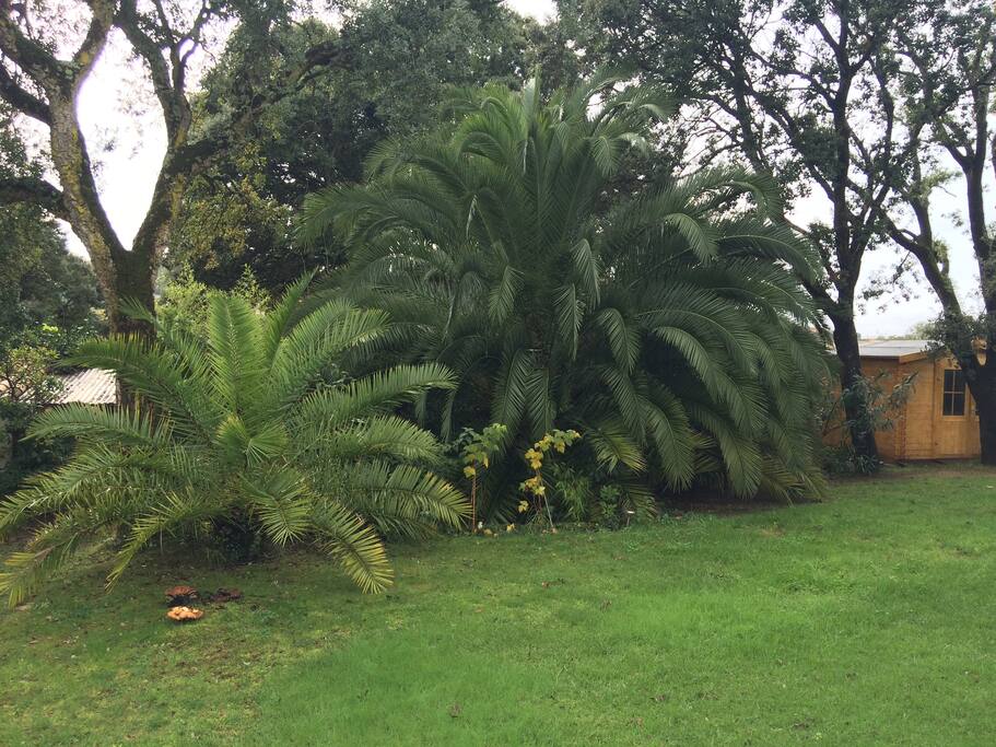 JARDIN