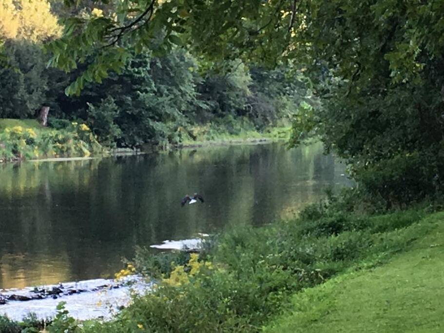 Several Bald Eagle Sightings