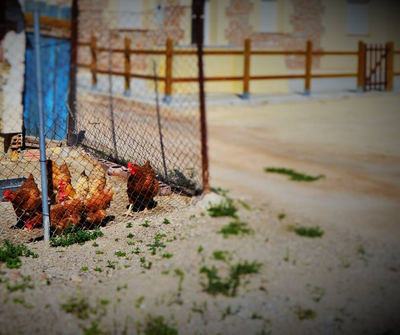 Rodeados de naturaleza...
