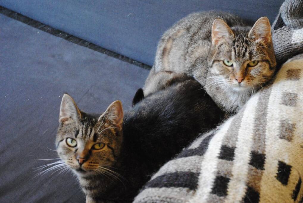 our adorable cats