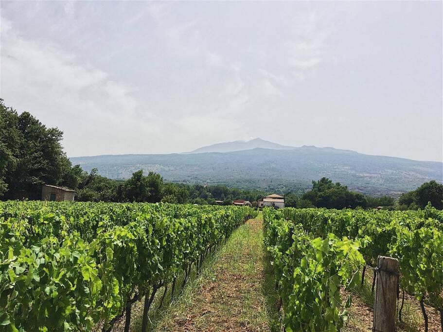 vigneto con vista Etna