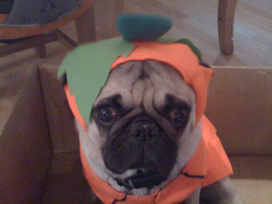 Picasso the mighty Pug!