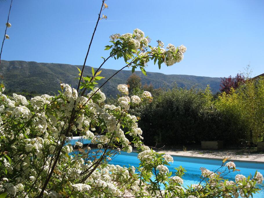 Piscine et jardin en fleur au printemps