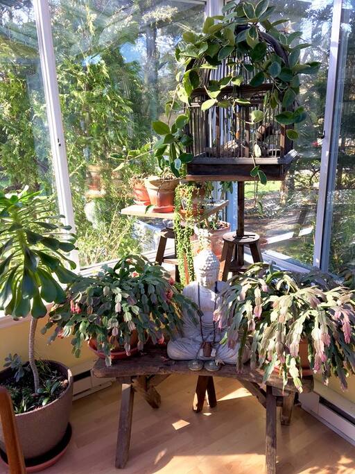 Buddha in the greenhouse