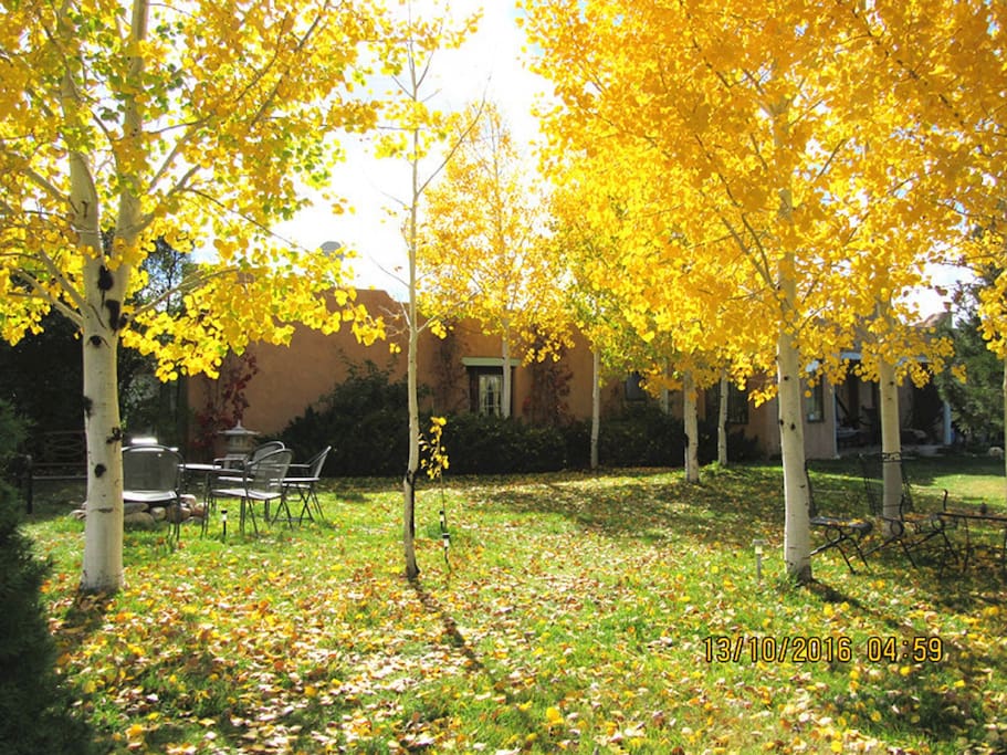 Aspen Grove front yard mid October