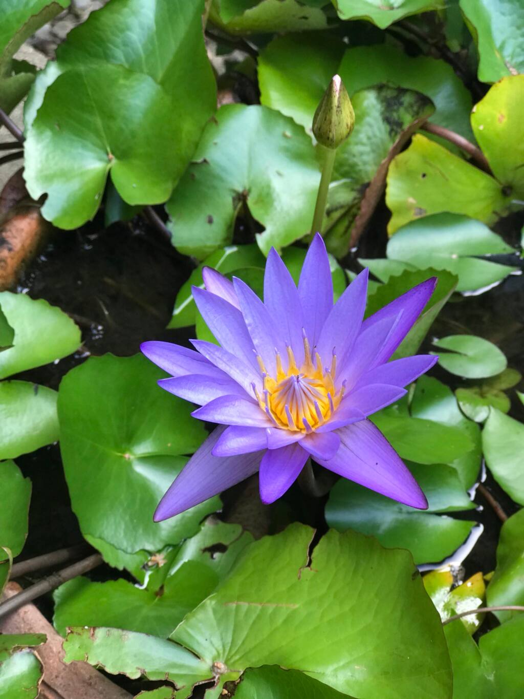 怀念蓝莲花盛开的小院