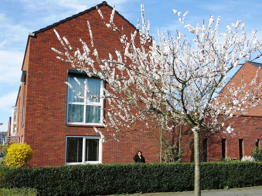 House and garden view