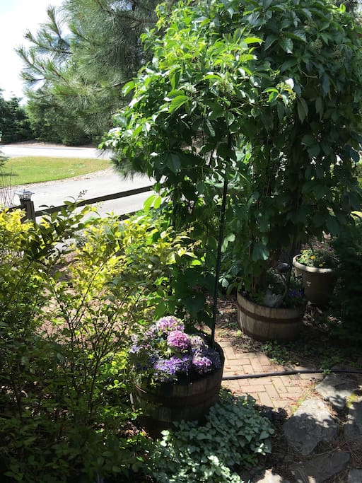 Beautiful front courtyard complete with arbor and blackberries.