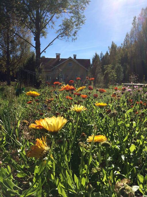 Calendula field in september 2016