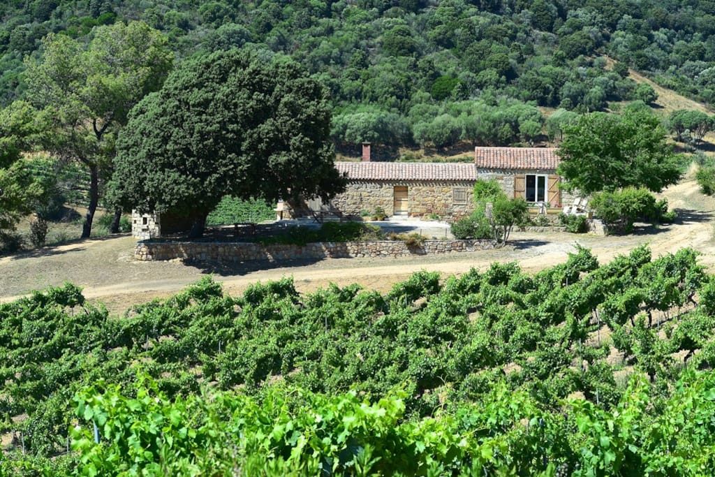 Vignes et bergerie