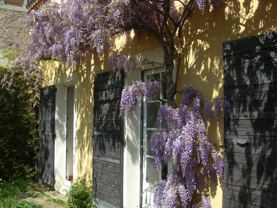 Façade Sud avec la glycine en fleurs