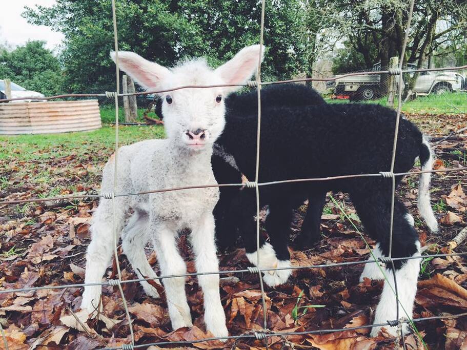 Lambs