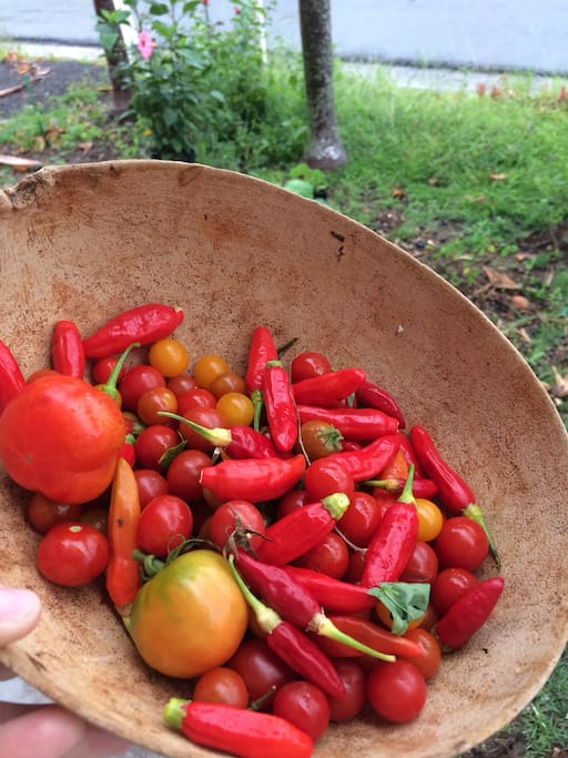 Fresh veggies and fruit growing all over the property